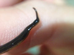 Tasmanoplana comitatis