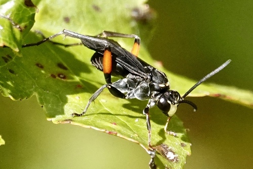 Two-speckled Cuckoo Spider Wasp photo 3