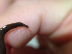 Tasmanoplana comitatis