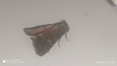 Condicinae