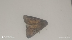 Condicinae