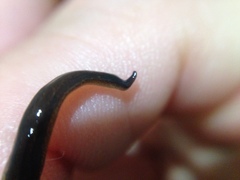 Tasmanoplana comitatis