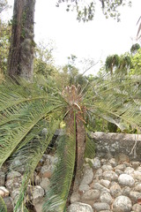 Cycas circinalis