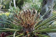 Cycas circinalis