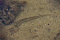 Fundulus diaphanus
