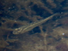 Fundulus diaphanus