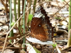 Elymnias hypermnestra hypermnestra