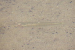 Fundulus diaphanus