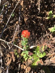 Castilleja latifolia