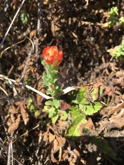 Castilleja latifolia