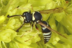 Odynerus dilectus