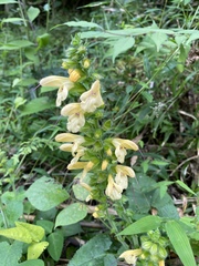 Salvia nipponica