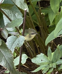 Setophaga caerulescens