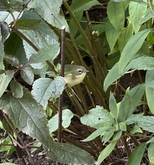 Setophaga caerulescens
