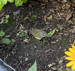 Setophaga caerulescens