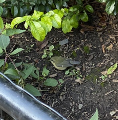 Setophaga caerulescens