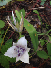 Calochortus elegans selwayensis