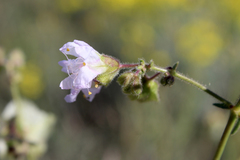 Mirabilis linearis linearis
