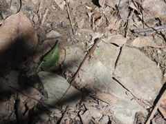 Takydromus kuehnei
