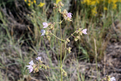 Mirabilis linearis linearis