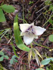 Calochortus elegans selwayensis
