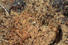 Nemacladus sigmoideus