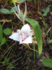 Calochortus elegans selwayensis
