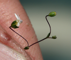 Nemacladus sigmoideus