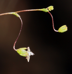 Nemacladus sigmoideus