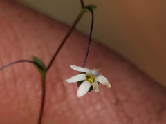 Nemacladus sigmoideus