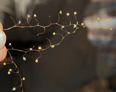 Nemacladus sigmoideus