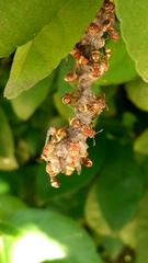 Ropalidia variegata