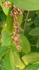 Ropalidia variegata