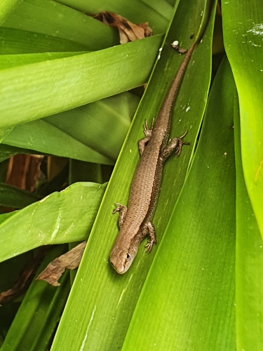 Dark-flecked Garden Sunskink