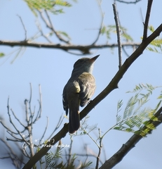 Myiarchus tuberculifer
