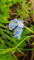 Myosotis sylvatica sylvatica