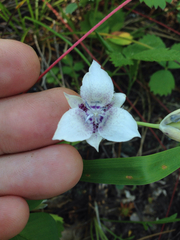 Calochortus elegans selwayensis