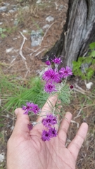 Vernonia lindheimeri