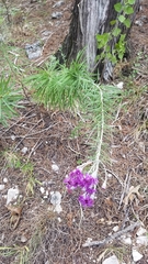 Vernonia lindheimeri