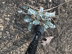 Astragalus tephrodes