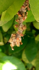 Ropalidia variegata