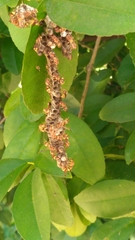 Ropalidia variegata