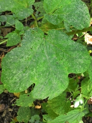 Erysiphe heraclei