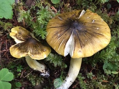 Tricholoma