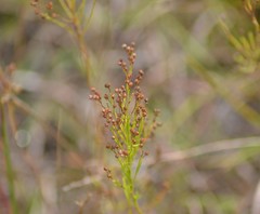 Lechea stricta