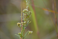 Lespedeza leptostachya