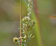 Lespedeza leptostachya