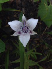 Calochortus elegans selwayensis