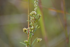 Lespedeza leptostachya