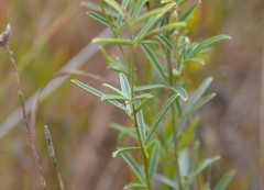 Lespedeza leptostachya